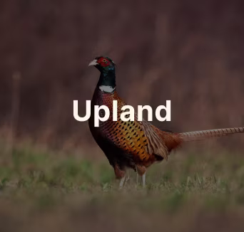 Upland