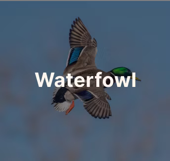 Waterfowl
