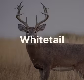 Whitetail