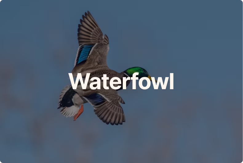 Waterfowl
