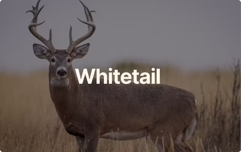 Whitetail