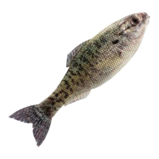 6th Sense Panorama Soft Jerkbaits – Ghost Minnow