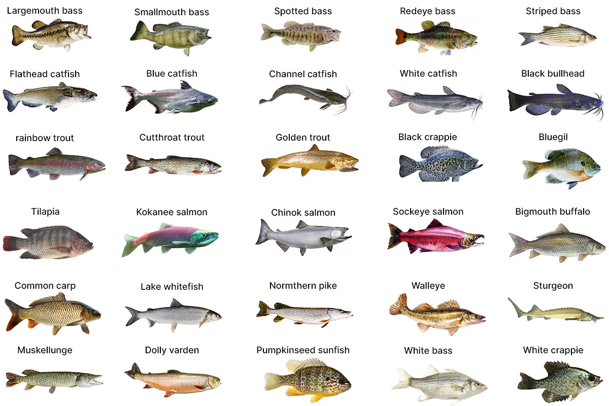 Different species of fish