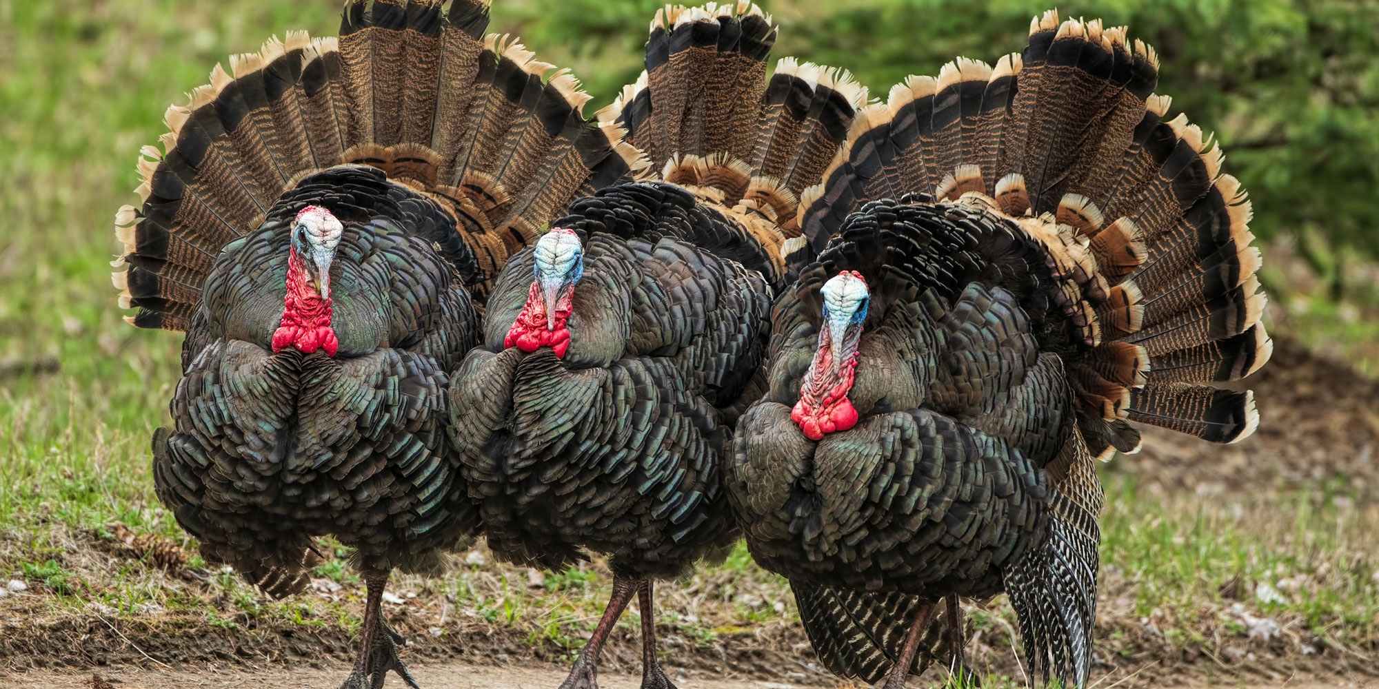 Turkey Hunting Guide - Learn How to Hunt Turkey | Sportsman's Warehouse