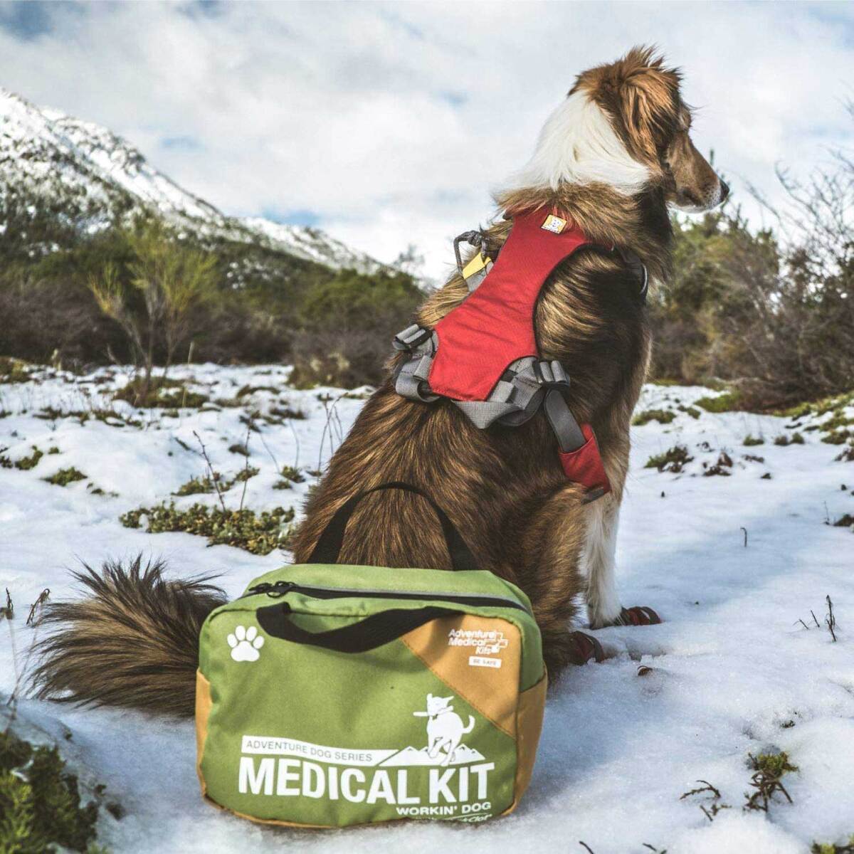 Adventure Medical Kits Workin' Dog Medical Kit - 50 Pieces - Green 8.5in x 5.5in x 6in Adventure Medical Kits Workin' Dog Medical Kit - 50 Pieces - Green 8.5in x 5.5in x 6in