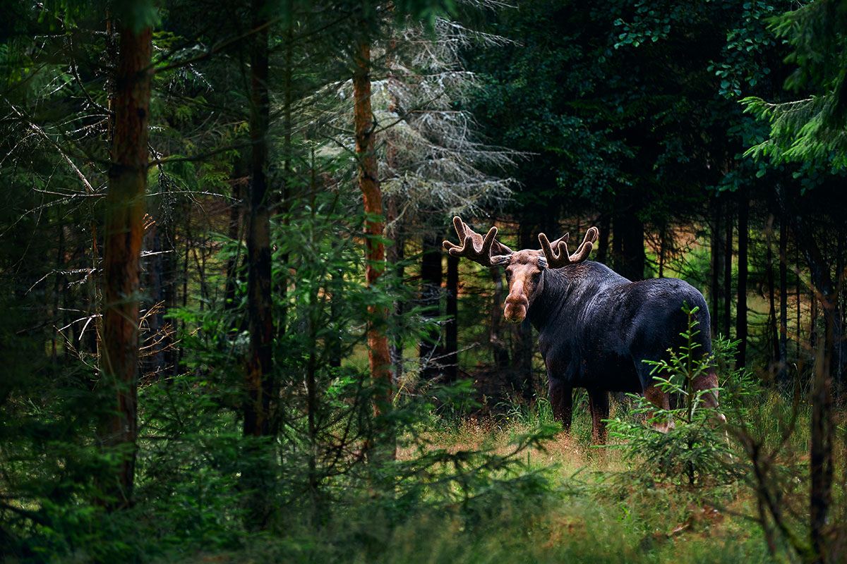 alaska moose in forest