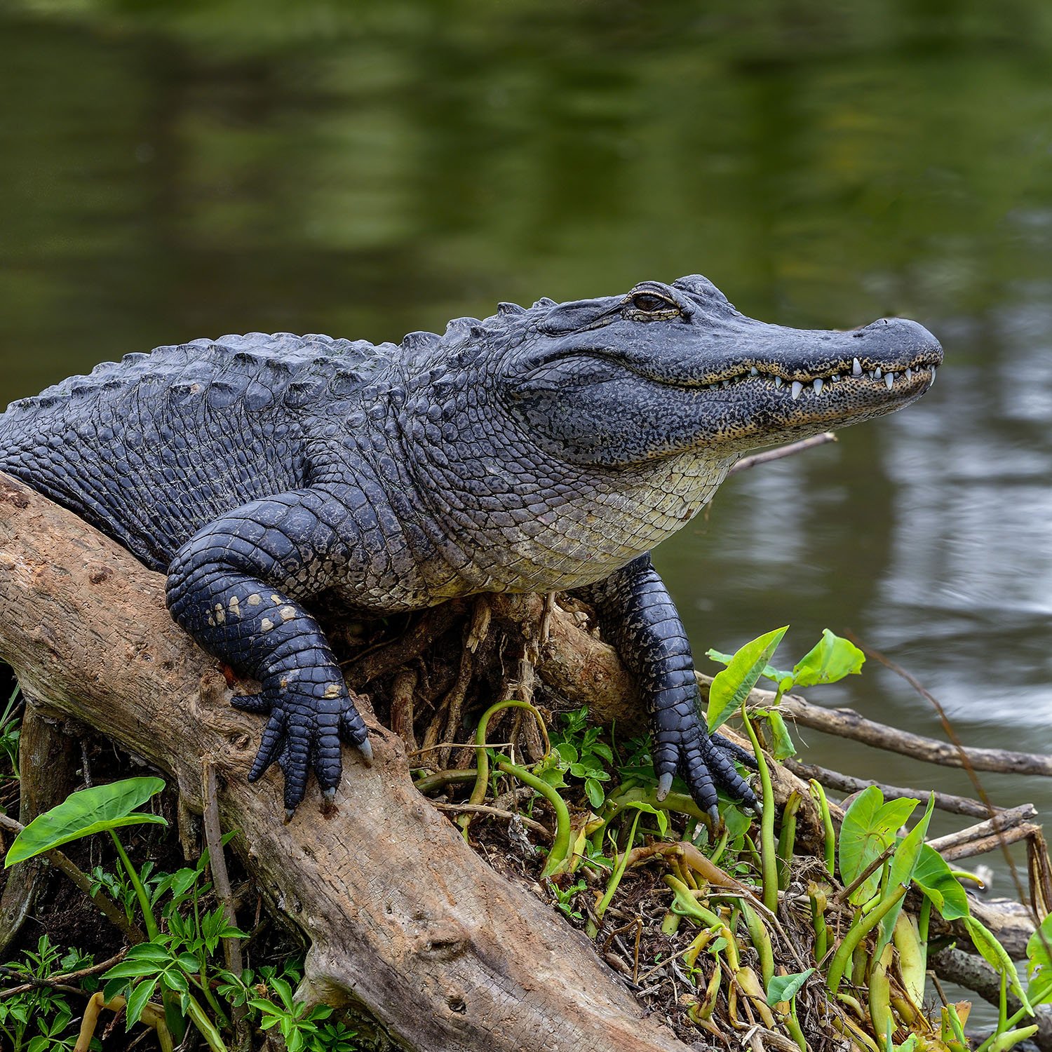 Alligator