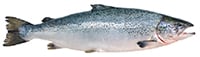 atlantic salmon