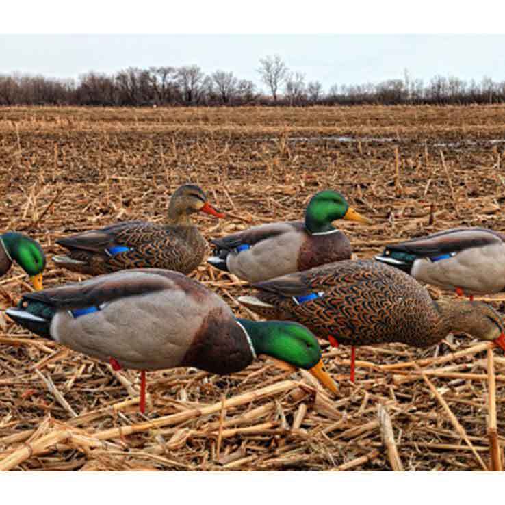 Avian X APG Full Body Mallards Duck Decoys Avian X APG Full Body Mallards Duck Decoys