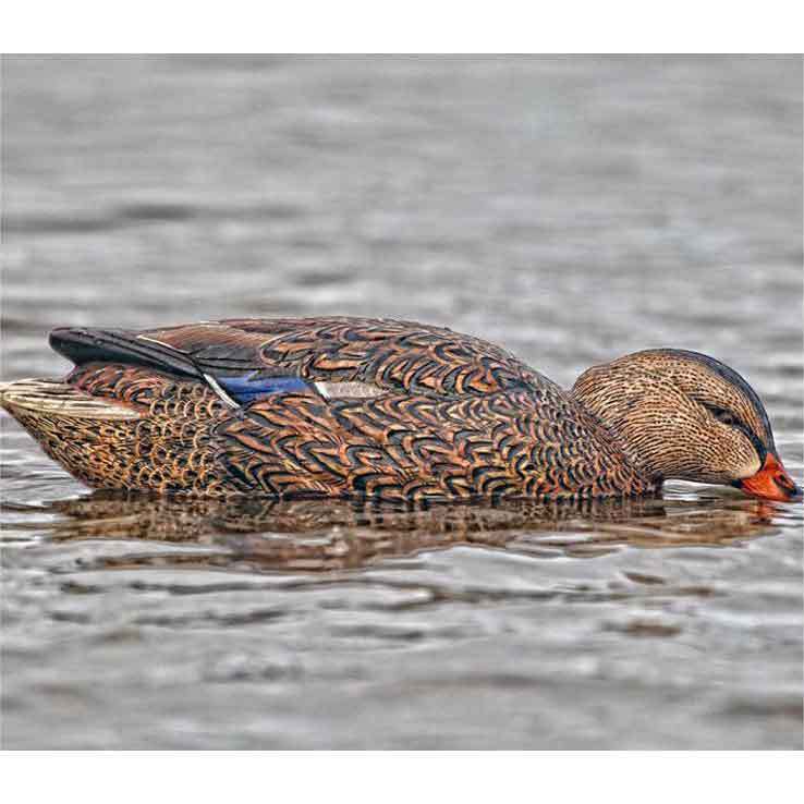 Avian X Back Water Mallards Duck Decoys Avian X Back Water Mallards Duck Decoys