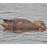Avian X Back Water Mallards Duck Decoys