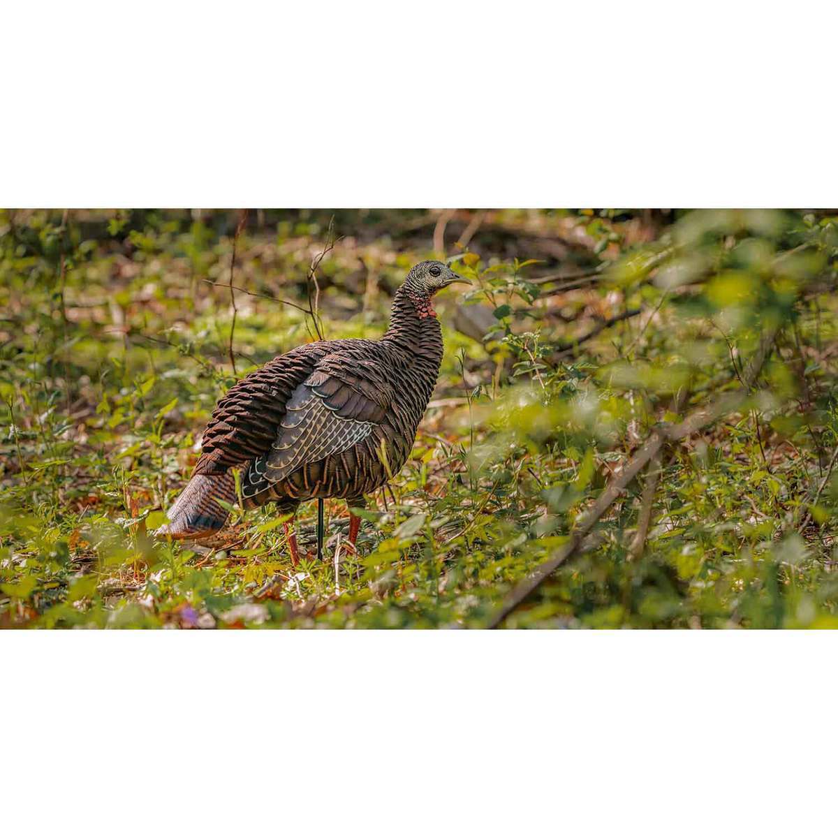Avian X HDR Hen Turkey Decoys Avian X HDR Hen Turkey Decoys