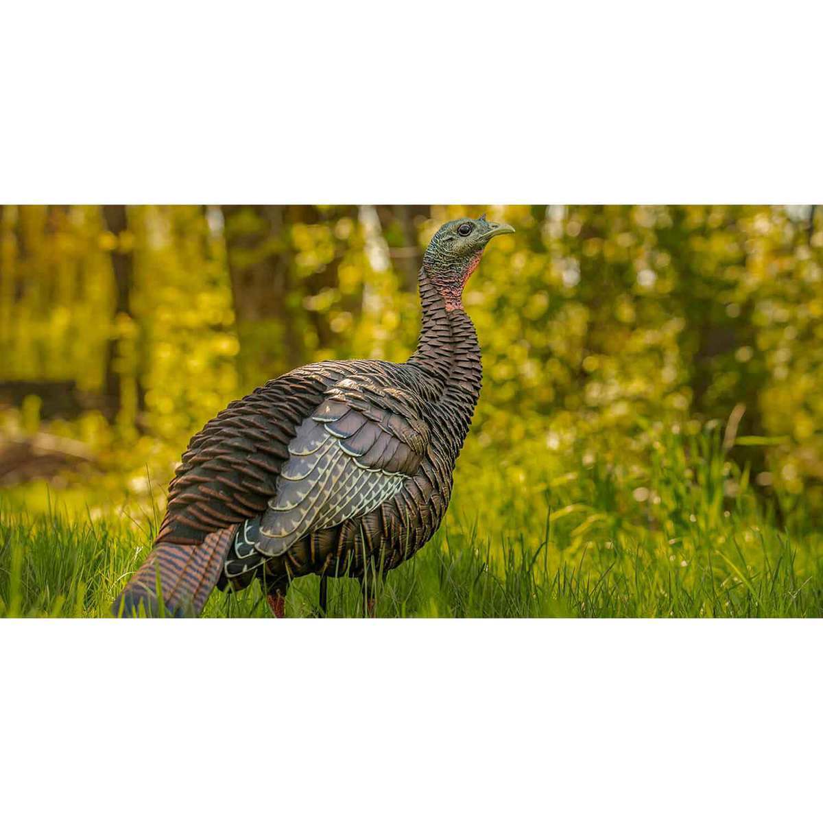 Avian X HDR Hen Turkey Decoys Avian X HDR Hen Turkey Decoys