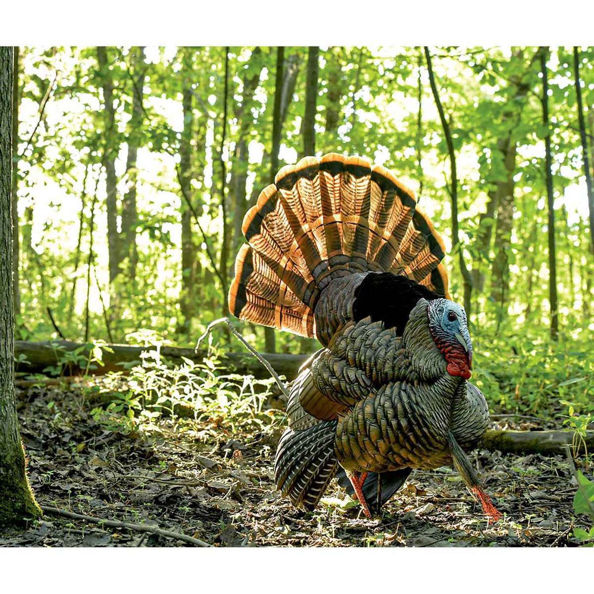 Avian X HDR Strutter Tom Turkey Decoy Avian X HDR Strutter Tom Turkey Decoy