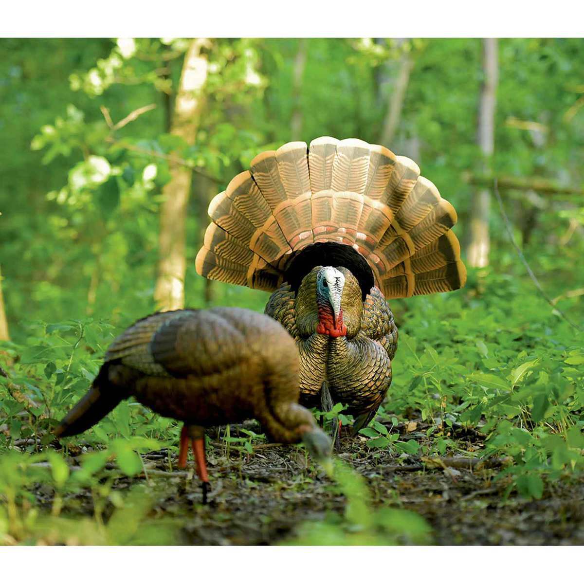 Avian X HDR Strutter Tom Turkey Decoy Avian X HDR Strutter Tom Turkey Decoy