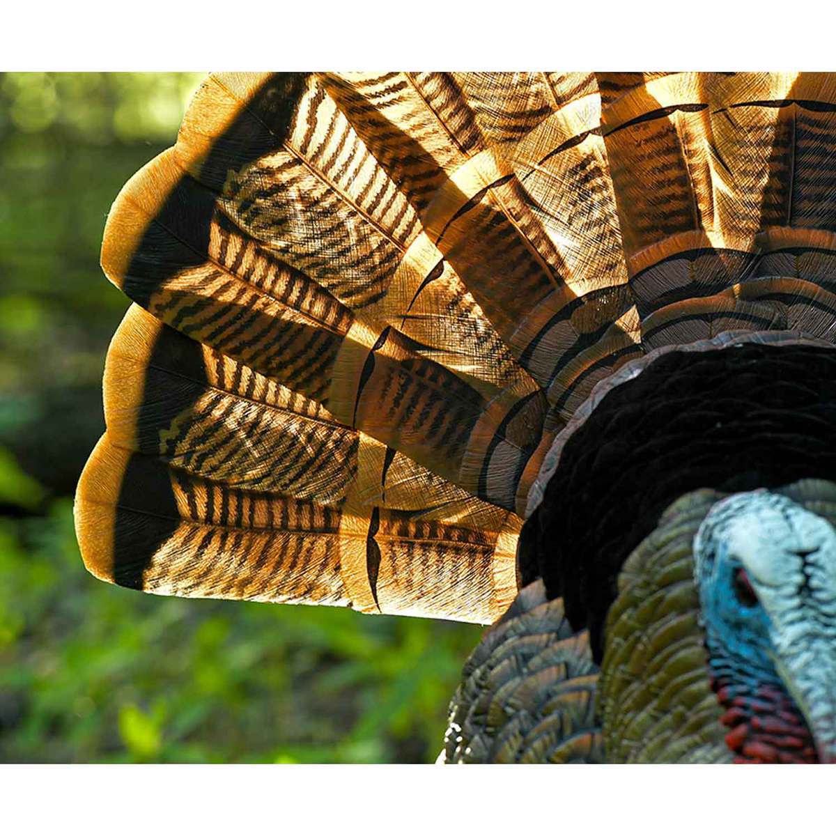 Avian X HDR Strutter Tom Turkey Decoy Avian X HDR Strutter Tom Turkey Decoy