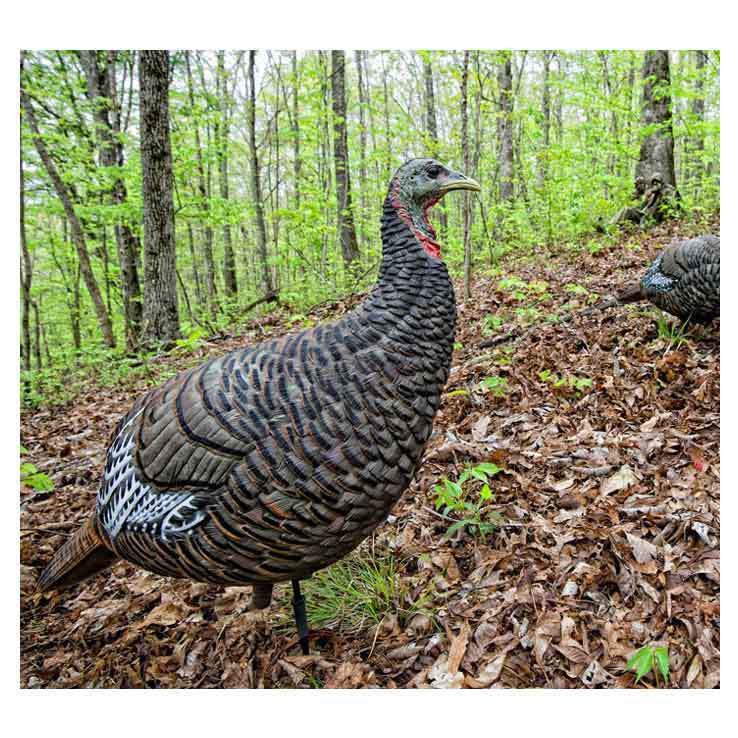 Avian-X LCD Lookout Hen Turkey Decoy Avian-X LCD Lookout Hen Turkey Decoy