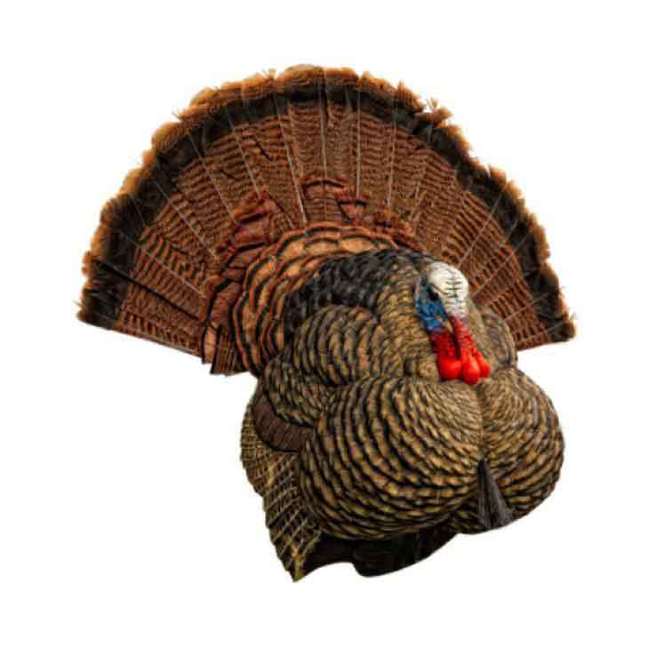 Avian-X LCD Strutter Turkey Decoy Avian-X LCD Strutter Turkey Decoy