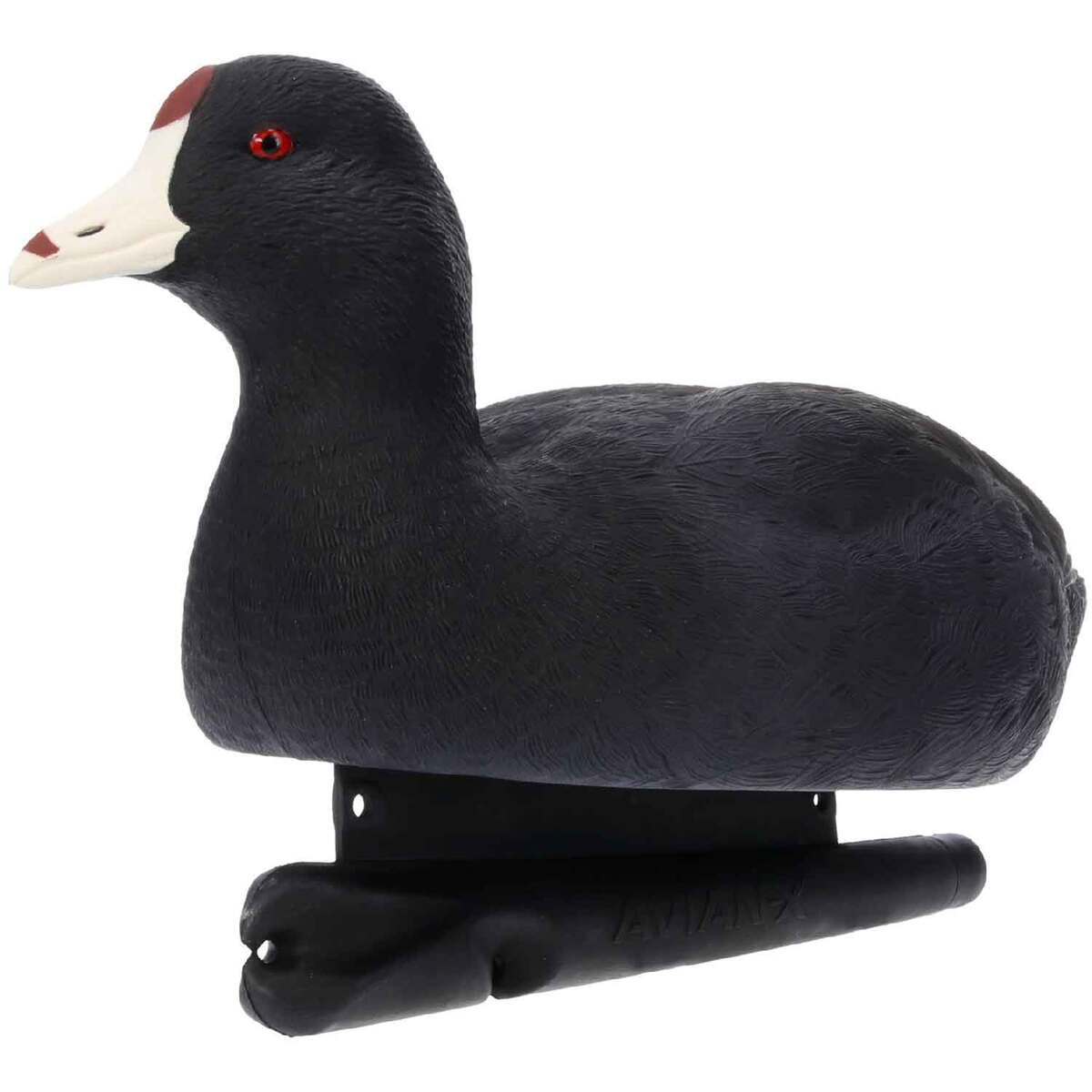 Avian X Top Flight Coot Duck Decoys - 6 Pack | Sportsman's Warehouse