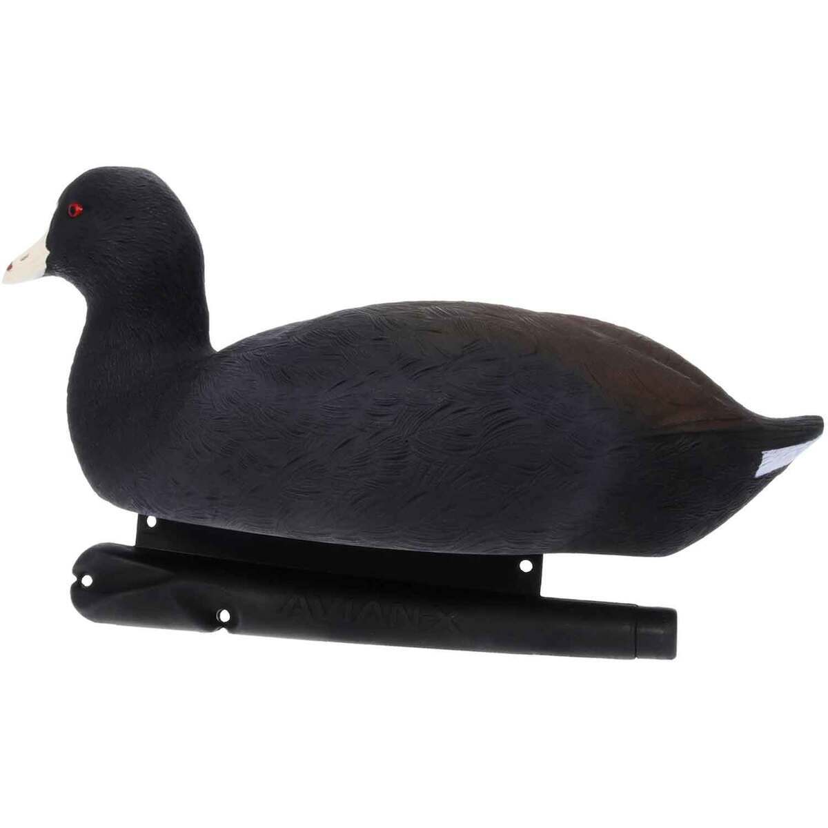 Avian X Top Flight Coot Duck Decoys - 6 Pack | Sportsman's Warehouse
