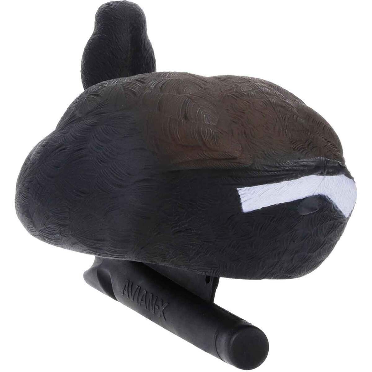 Avian X Top Flight Coot Duck Decoys - 6 Pack | Sportsman's Warehouse