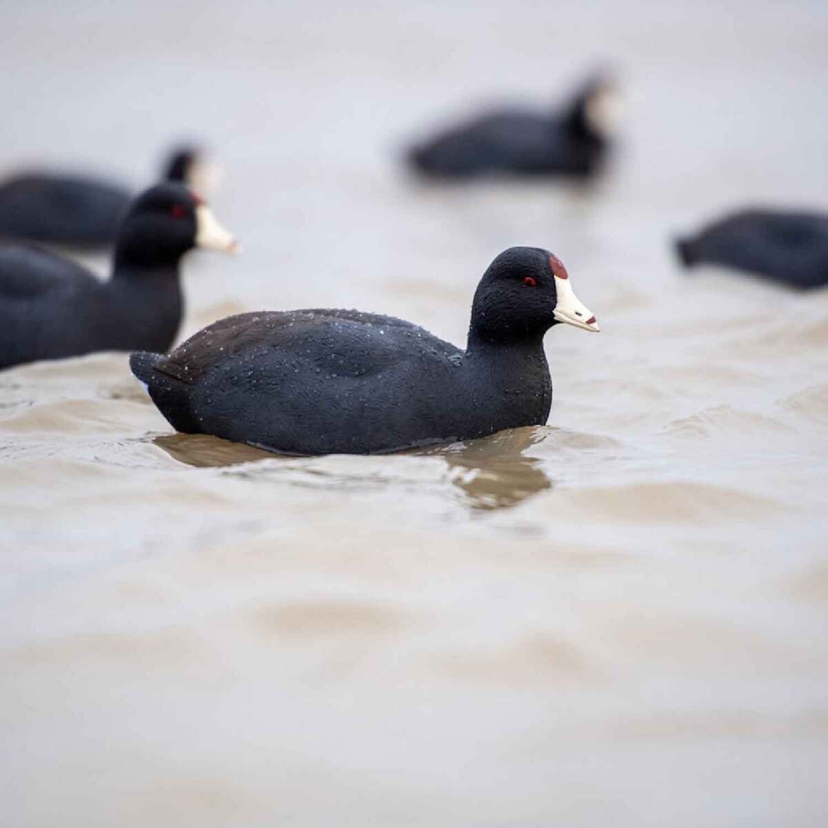 Avian X Top Flight Coot Duck Decoys - 6 Pack | Sportsman's Warehouse