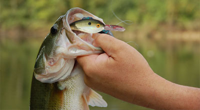 Man holding a bass fish