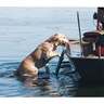Beavertail Boat Dog Ladder - Olive Drab Green