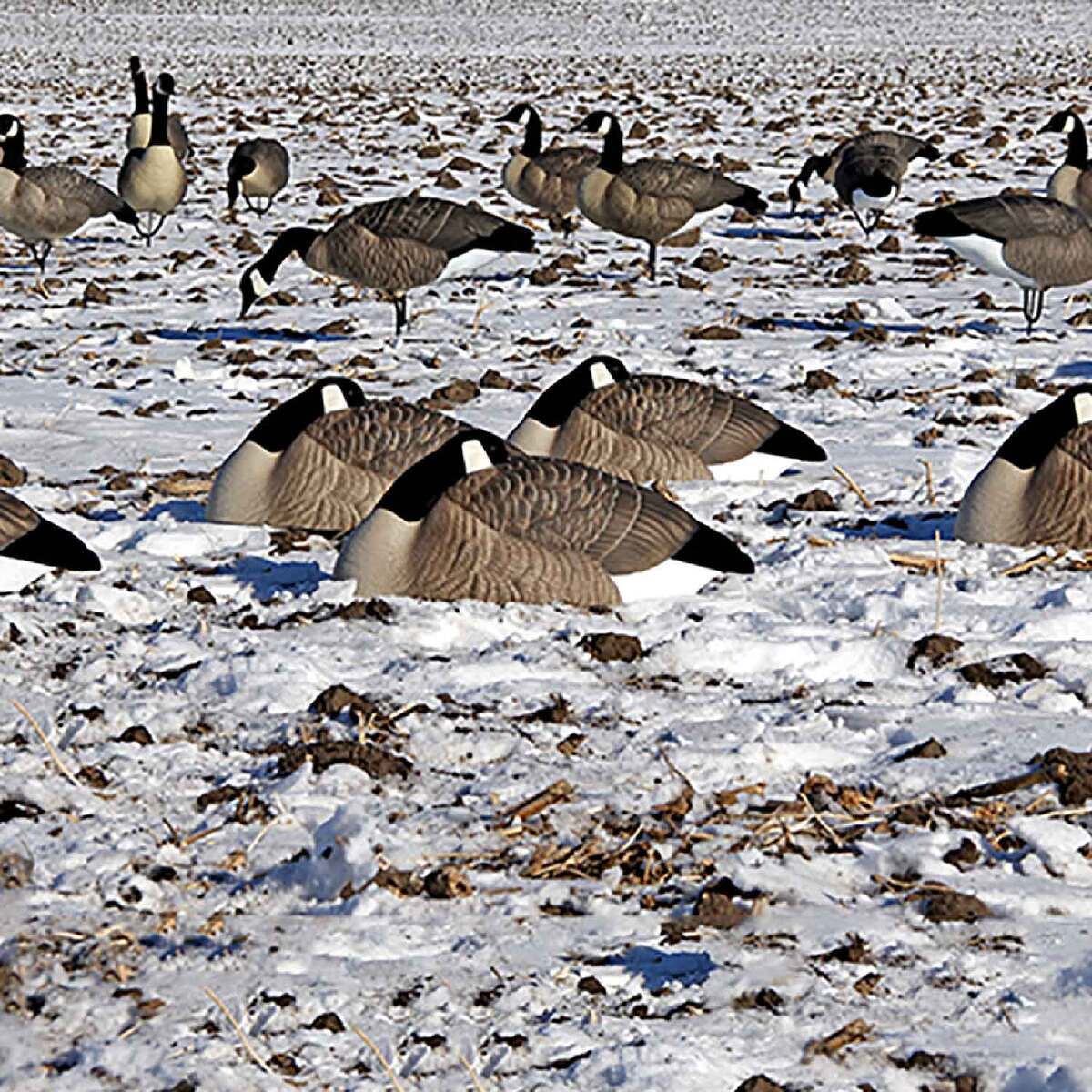 Beavertail DOA Decoys Rouge Series Goose Sleeper Shells Decoy - 12 Pack ...