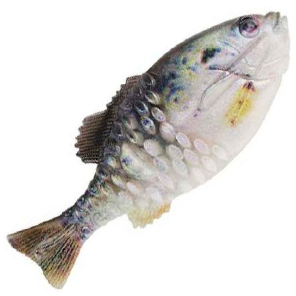Le glide bait : Un leurre innovant taillé pour les gros carnassiers Le glide bait : Un leurre innovant taillé pour les gros carnassiers