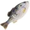 HD Crappie