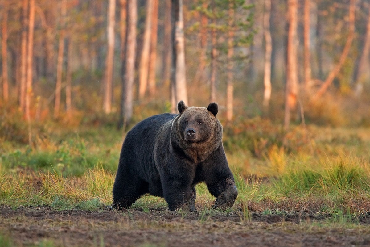 Black bear walking