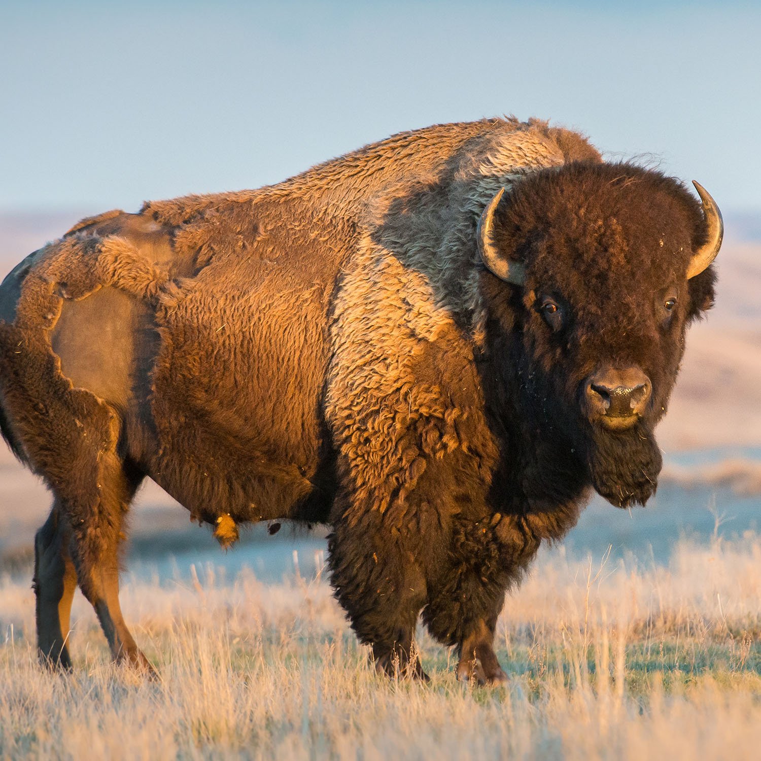 bison