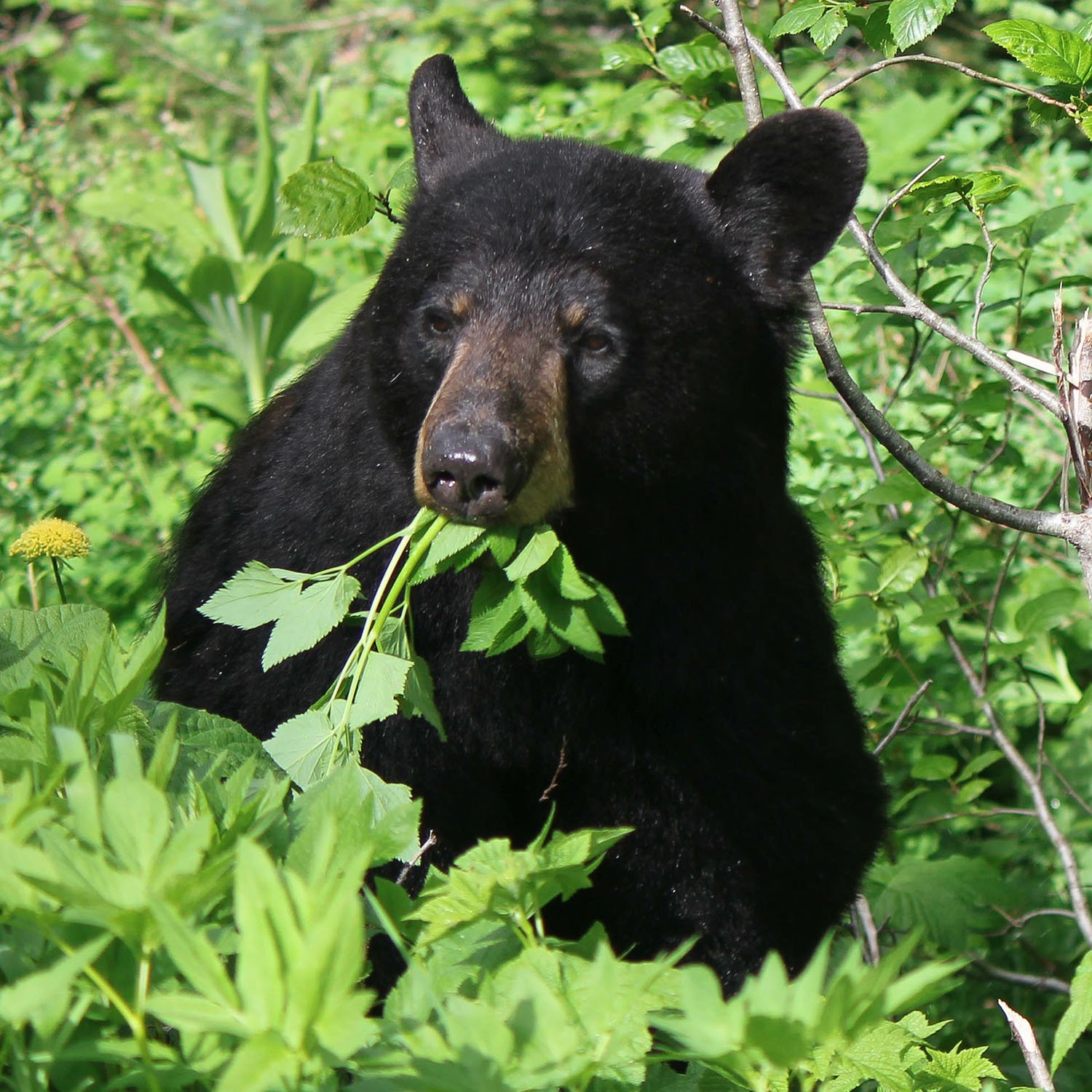 black bear