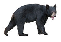 black bear