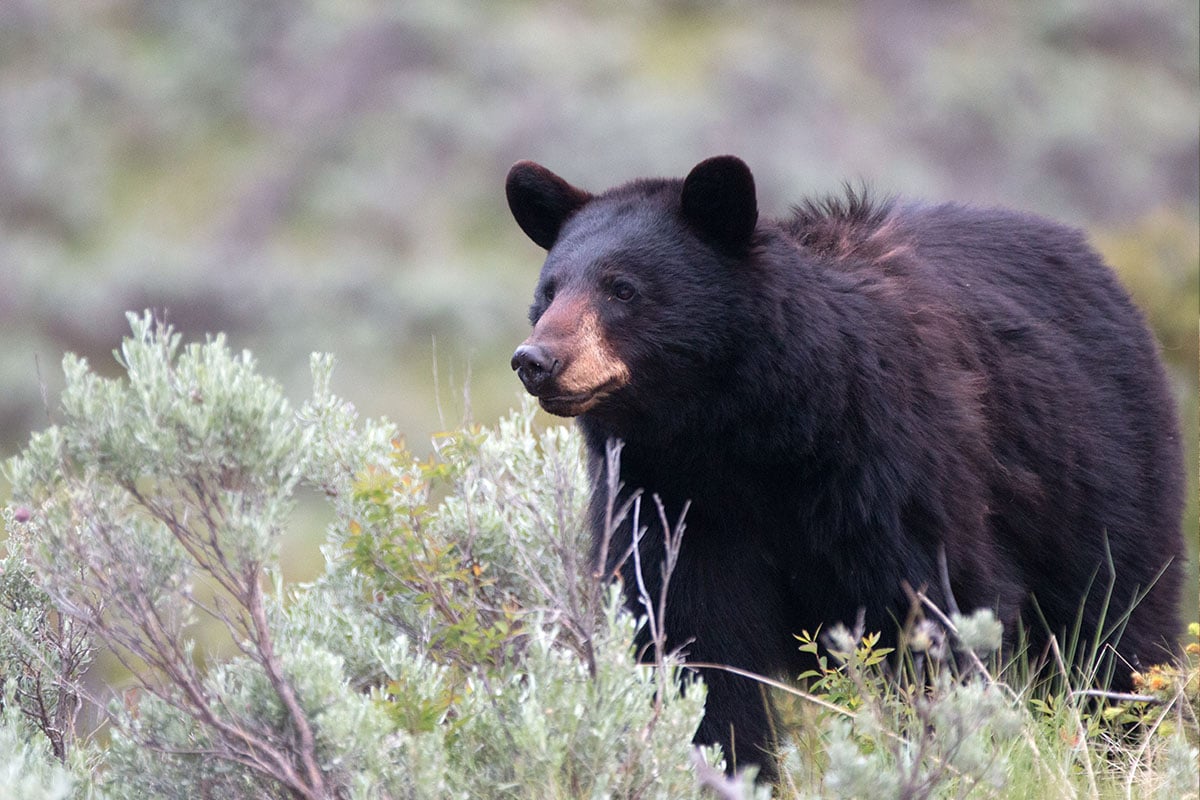 Black bear