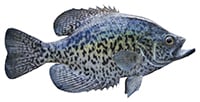 black crappie