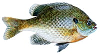 bluegill