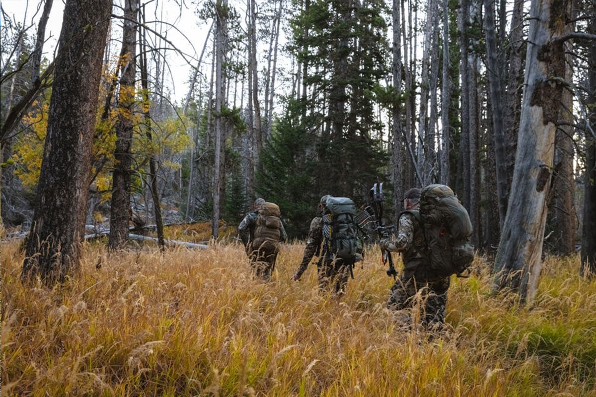 Stalking Elk