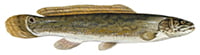 bowfin