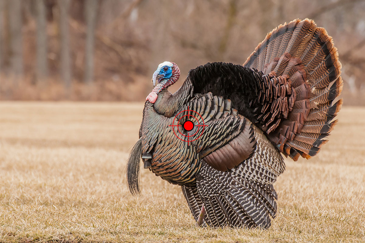 Broadside of a turkey shot placement