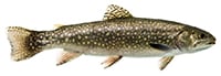 brook trout