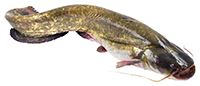 brown bullhead