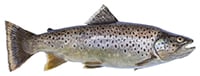 brown trout