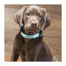 Browning Realtree Mint Camo Dog Collar - Small