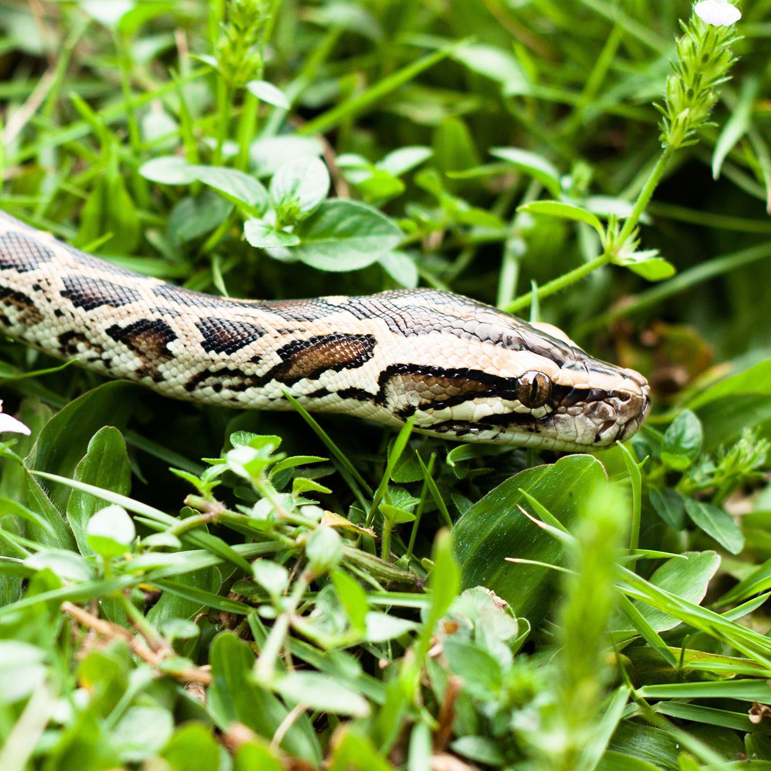 Florida Hunting Seasons, Licenses and Regulations | Sportsman's Warehouse