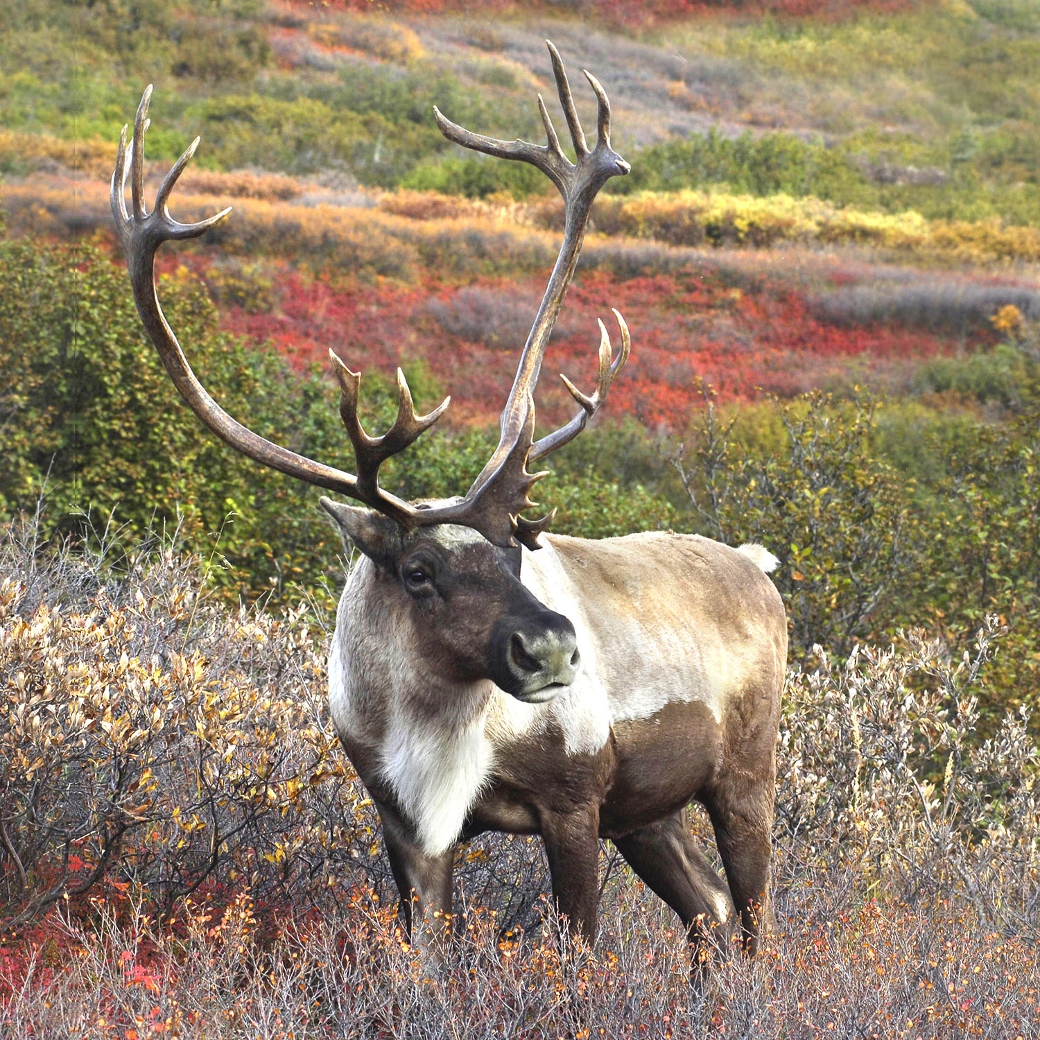 caribou