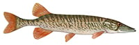 chain pickerel