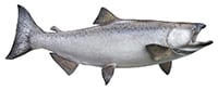 chinook salmon