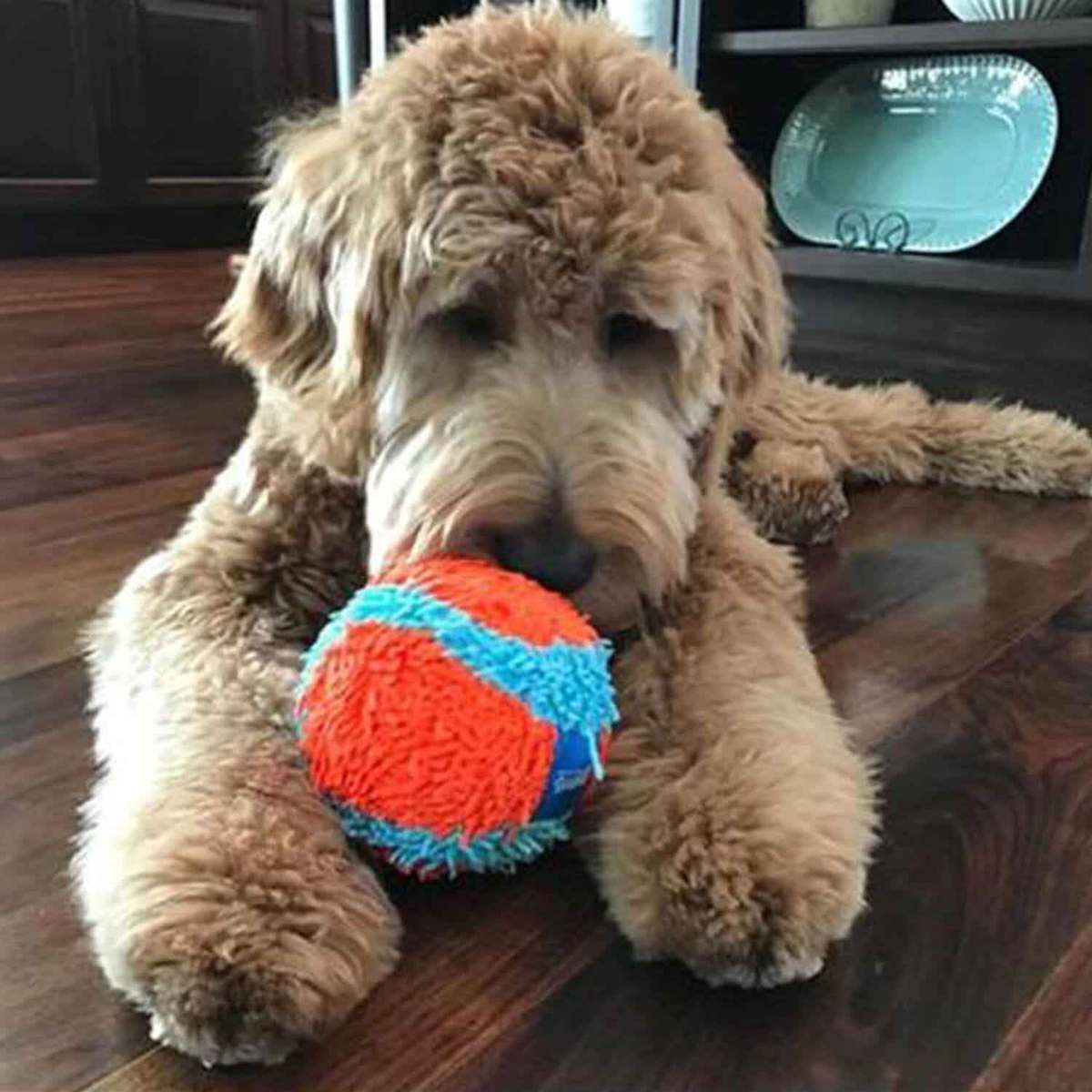 Chuckit Indoor Ball - Orange Chuckit Indoor Ball - Orange
